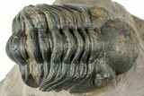 Reedops Trilobite Fossil - Atchana, Morocco #312347-1